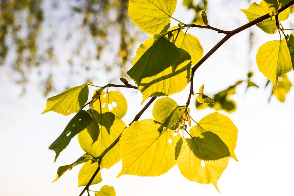 pexels-photo-1080393 A close-up view of green leaves on a sunlit branch, capturing the essence of summer.